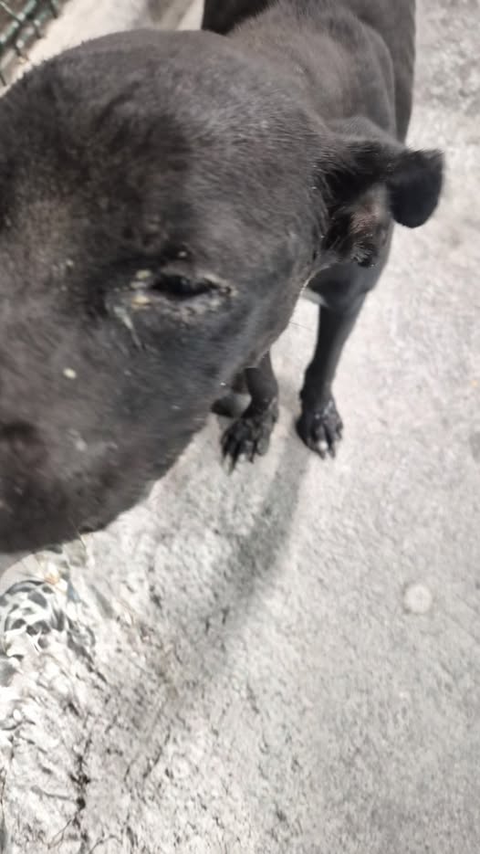 Foto del avistamiento de perro