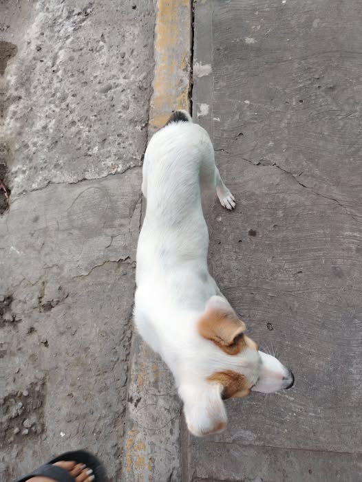 Foto del avistamiento de perro