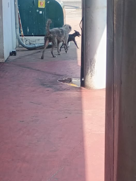 Foto del avistamiento de perro