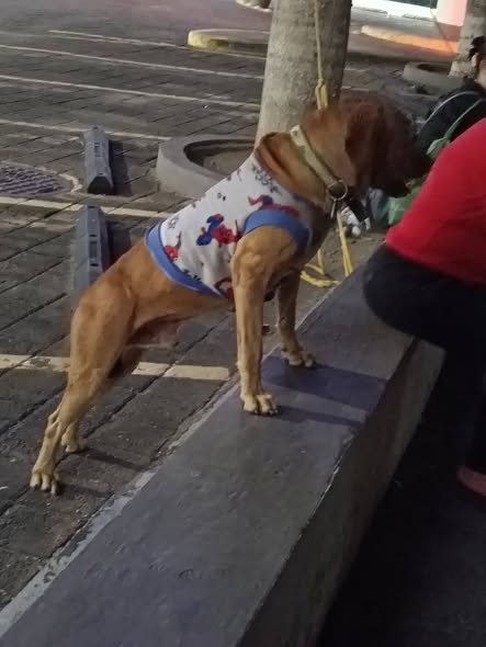 Foto del avistamiento de perro