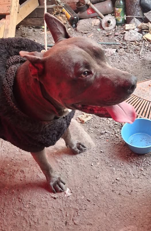 Foto del avistamiento de perro