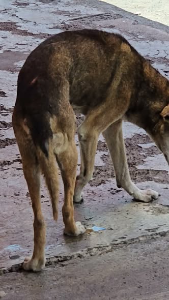 Foto del avistamiento de perro