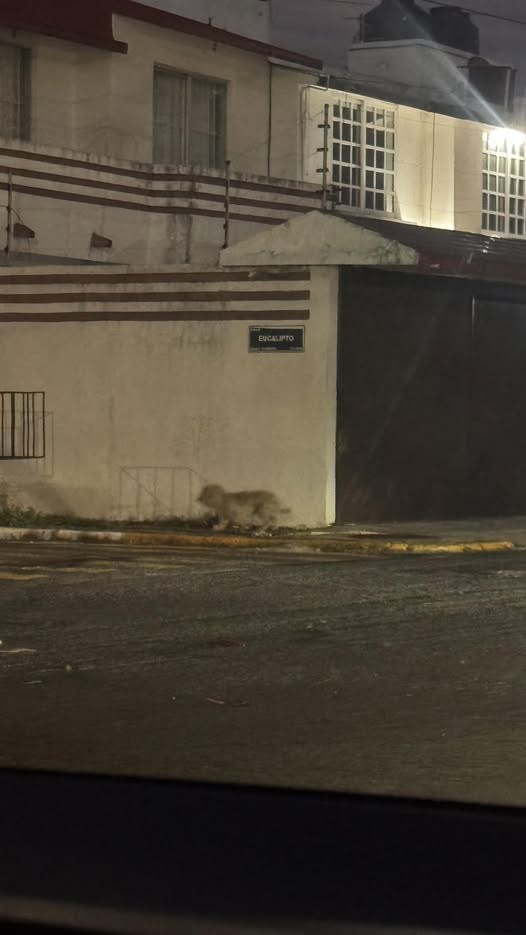 Foto del avistamiento de perro