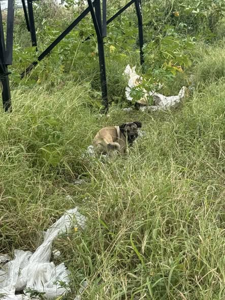 Foto del avistamiento de perro