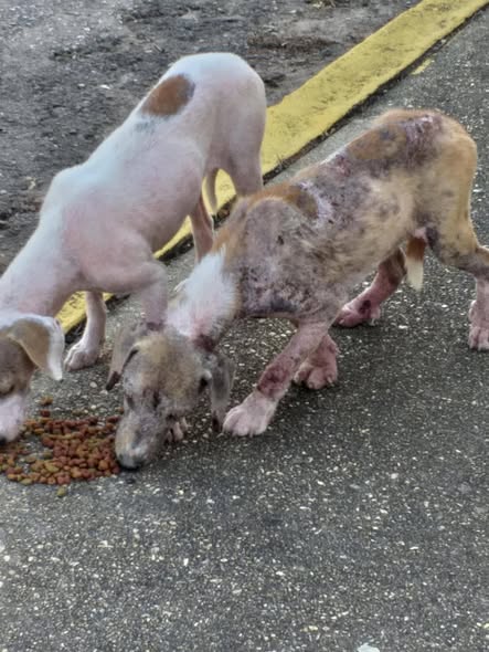 Foto del avistamiento de perro