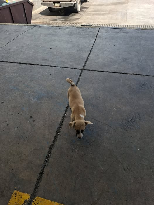 Dog sighting photo