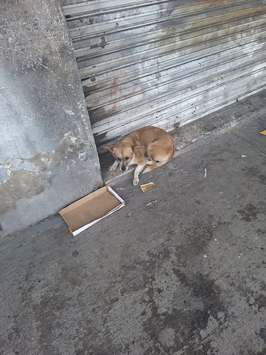 Foto del avistamiento de perro