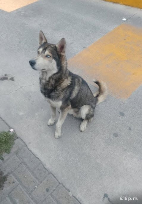 Dog sighting photo