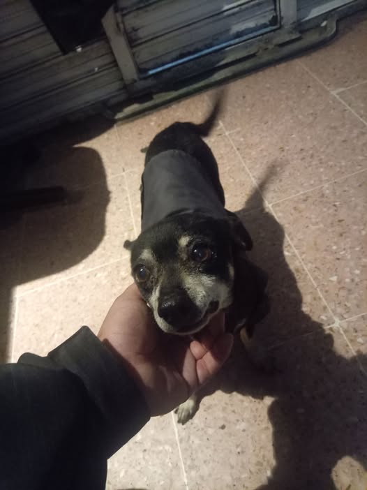 Foto del avistamiento de perro