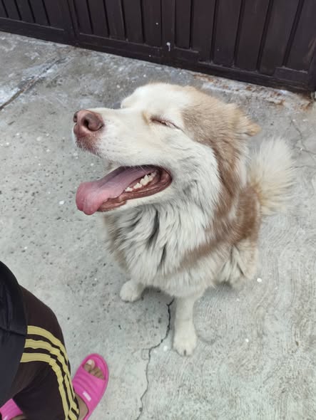 Foto del avistamiento de perro