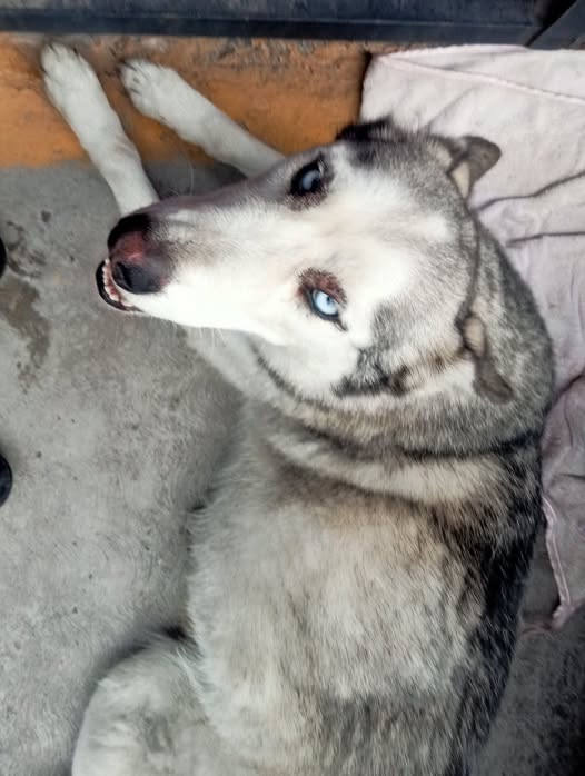 Foto del avistamiento de perro