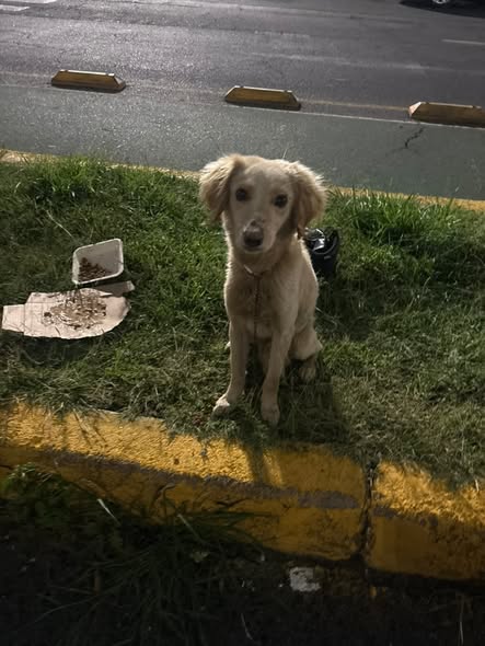 Foto del avistamiento de perro