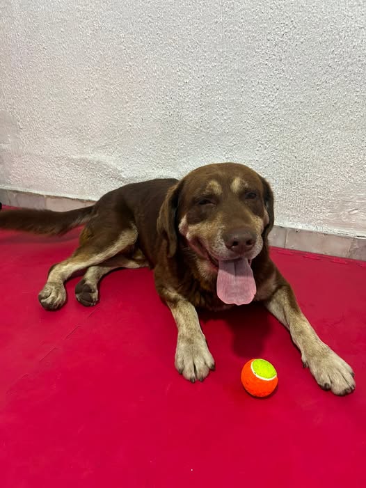 Foto del avistamiento de perro