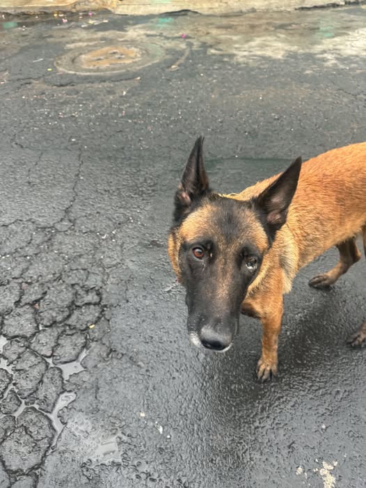 Foto del avistamiento de perro
