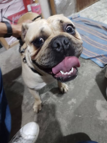 Foto del avistamiento de perro