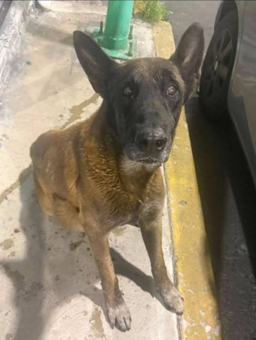 Foto del avistamiento de perro