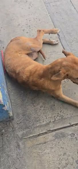 Foto del avistamiento de perro