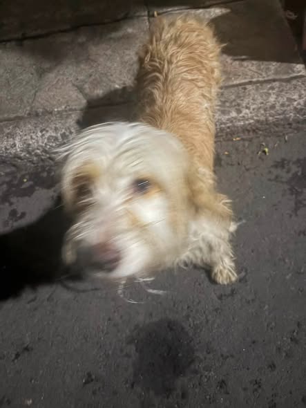 Foto del avistamiento de perro
