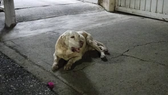 Dog sighting photo
