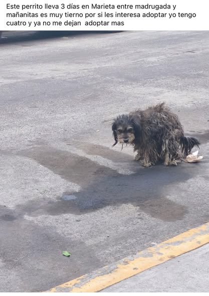 Foto del avistamiento de perro