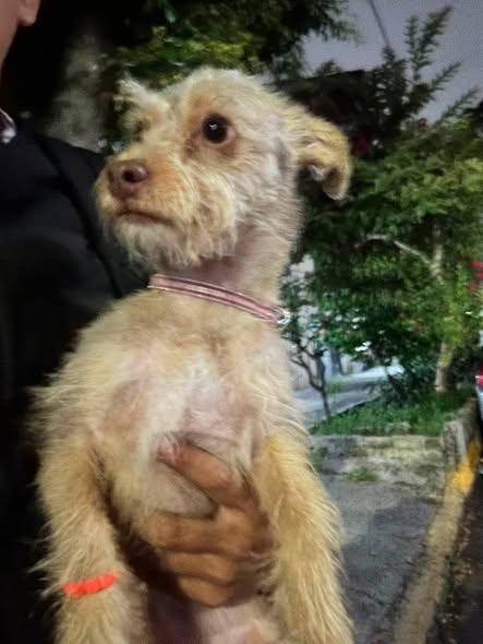 Foto del avistamiento de perro