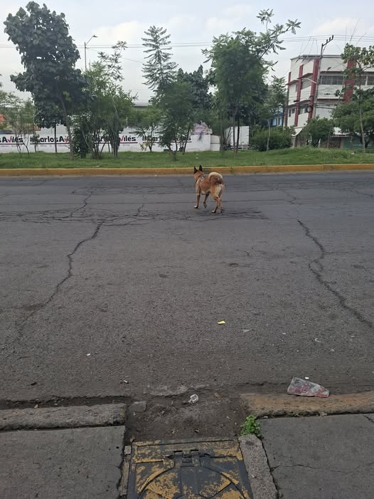 Dog sighting photo