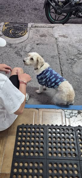 Dog sighting photo