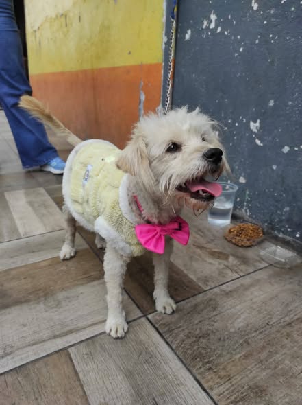 Foto del avistamiento de perro
