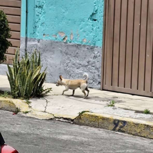 Dog sighting photo