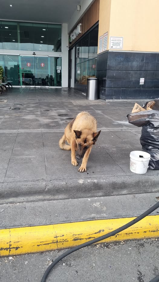 Foto del avistamiento de perro
