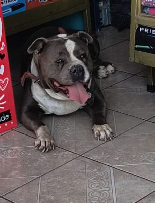Dog sighting