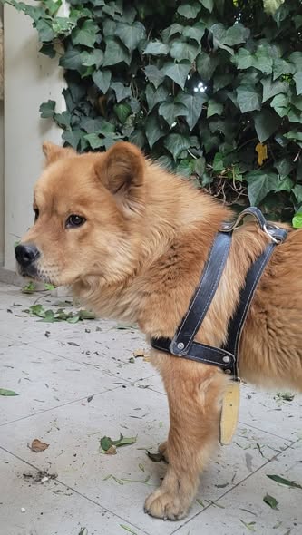 Foto del avistamiento de perro