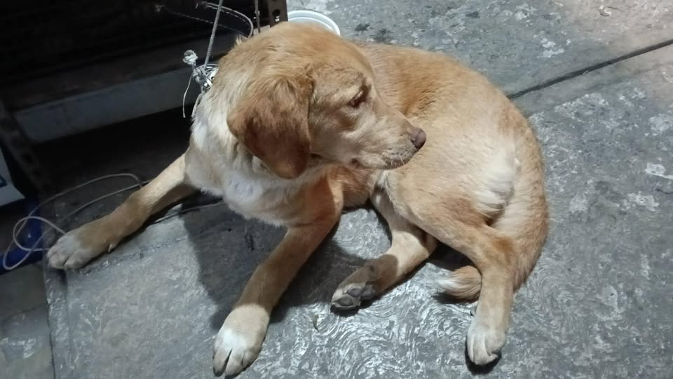 Foto del avistamiento de perro