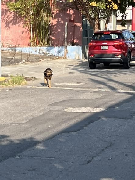 Dog sighting