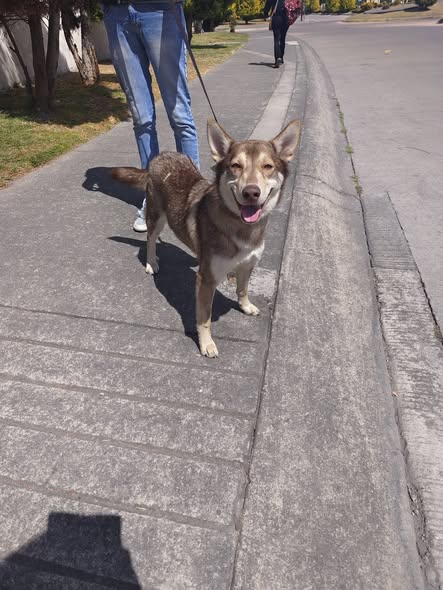 Foto del avistamiento de perro