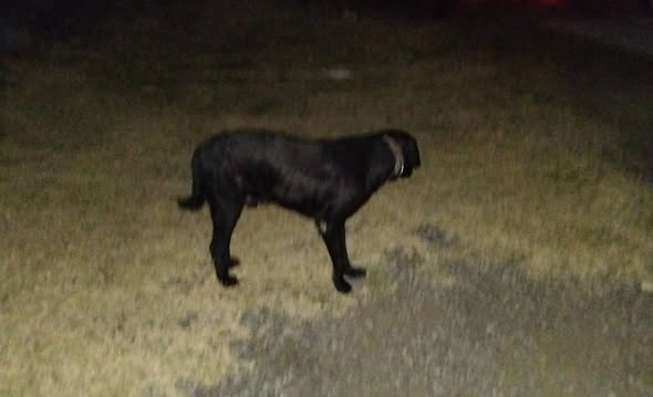 Foto del avistamiento de perro