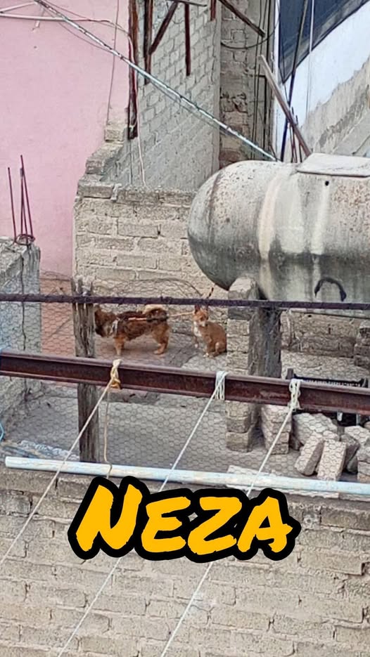 Foto del avistamiento de perro