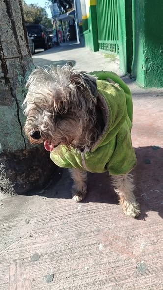 Foto del avistamiento de perro