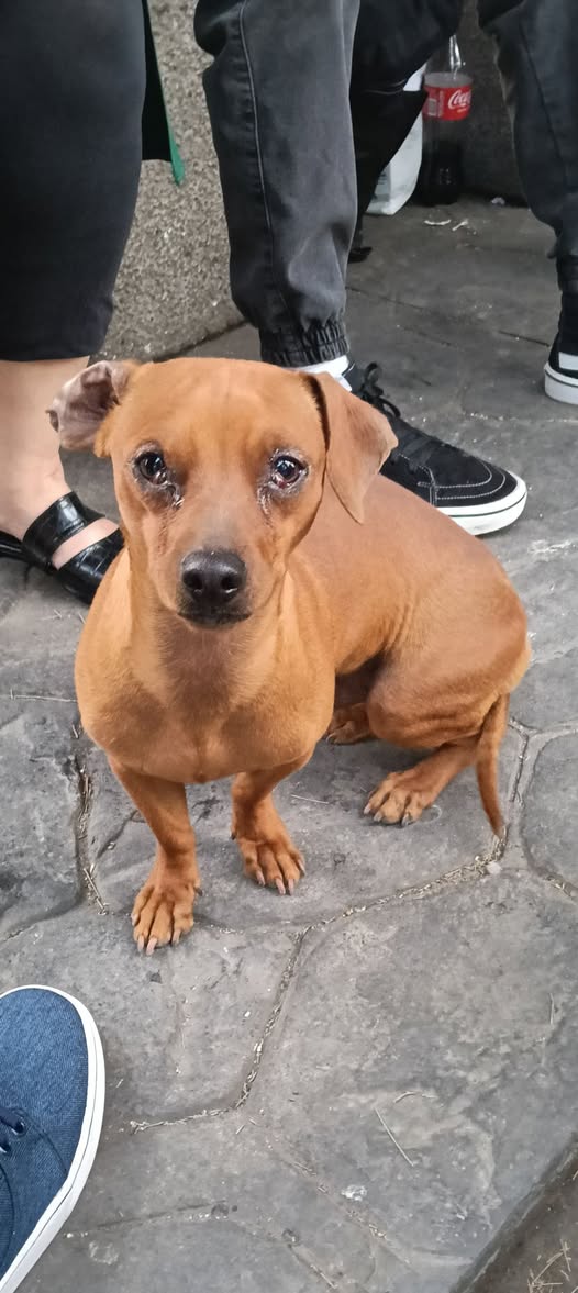 Foto del avistamiento de perro