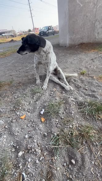 Foto del avistamiento de perro