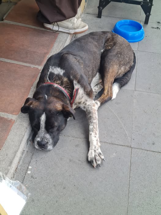 Foto del avistamiento de perro