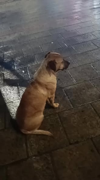 Foto del avistamiento de perro