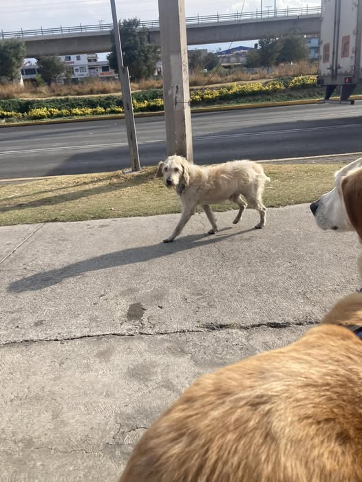 Foto del avistamiento de perro