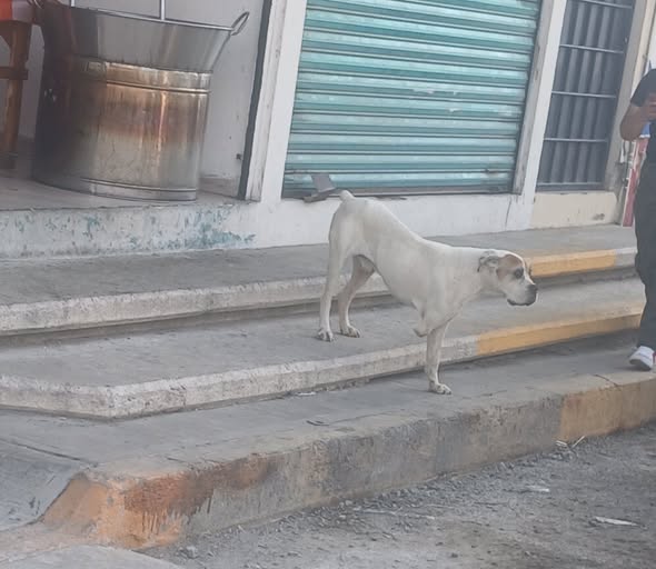 Foto del avistamiento de perro