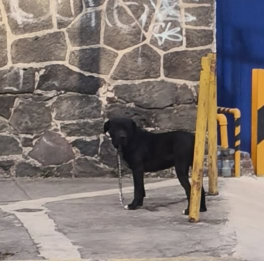 Foto del avistamiento de perro