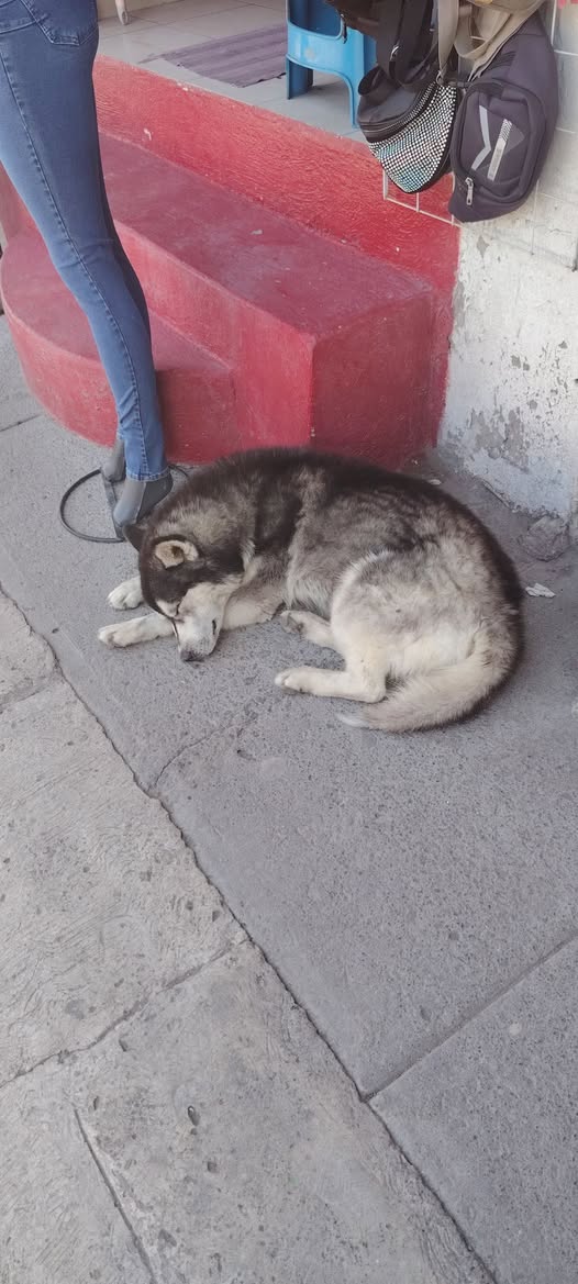 Foto del avistamiento de perro