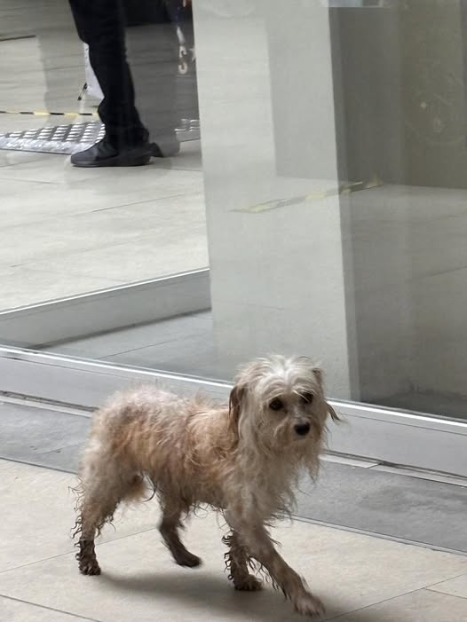 Foto del avistamiento de perro