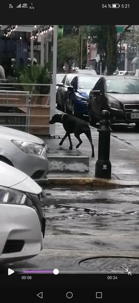 Foto del avistamiento de perro