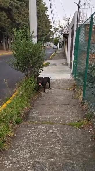 Foto del avistamiento de perro