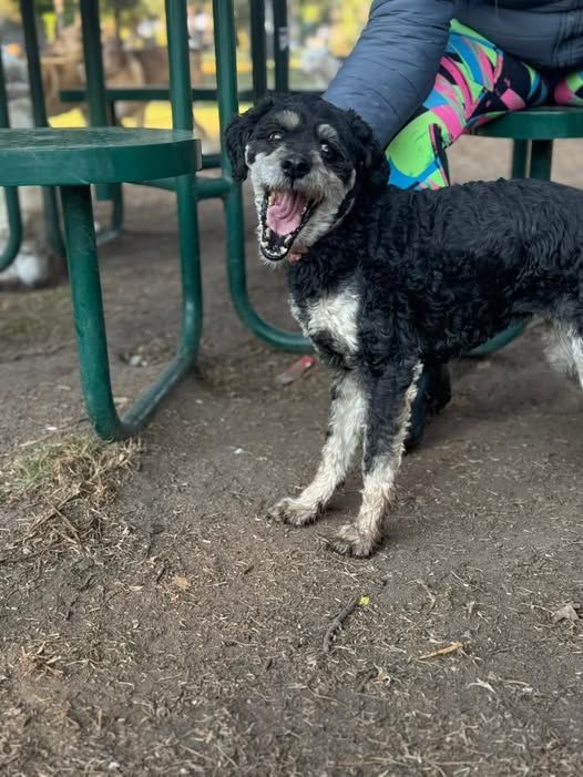 Foto del avistamiento de perro